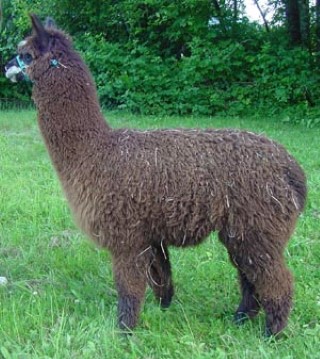 Alpaca For Sale - FFFA Got Milk? at Fancy Fiber Farm